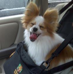 BusterCarSeat