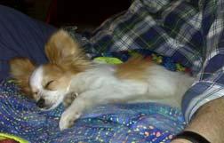 Busterlapsleeping