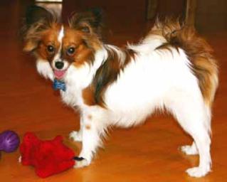fosse7mo