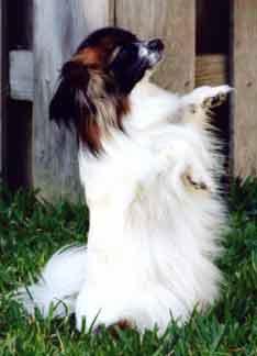 JJPapillonSalute