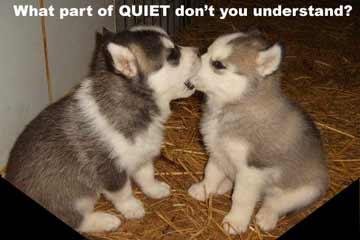 Quietpuppy